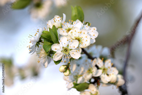 Cherry blossom in spring garden. White flowers on a branch on blurred background