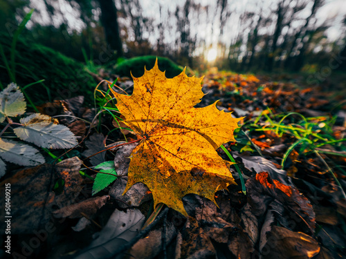 autumn leaves in the forest