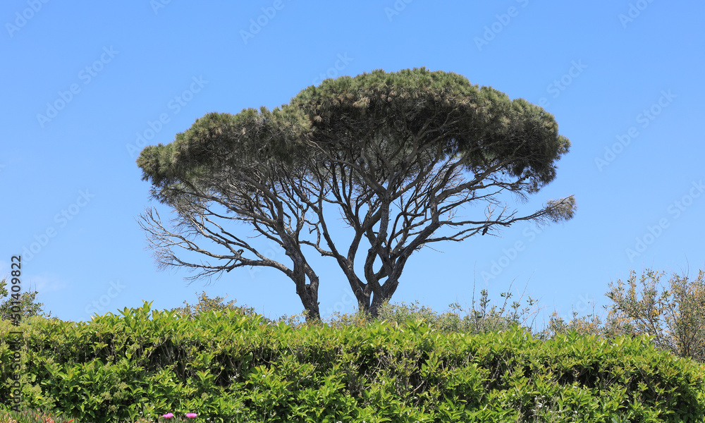 custom made wallpaper toronto digitaltall exotic green trees in summer