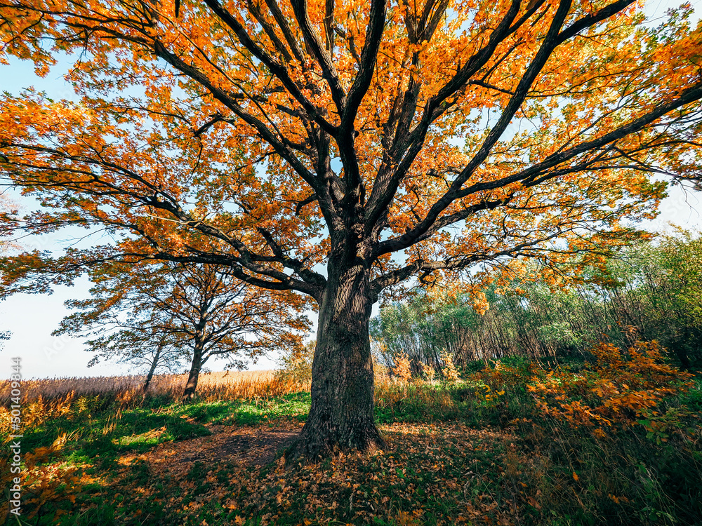 Fototapeta premium autumn in the park