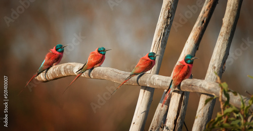 Four Northern carmine bee-eaters, Merops nubicus, carmine and greenish blue colored african bird, perched on branch in row against blurred green background. Lake Hawassa, Ethiopia. photo