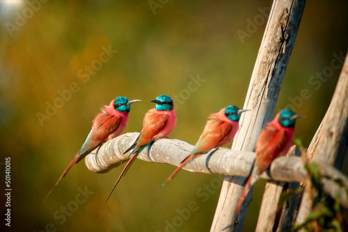 Photography Four Northern carmine bee-eaters, Merops nubicus, carmine and greenish blue colored african bird, perched on branch in row against blurred green background