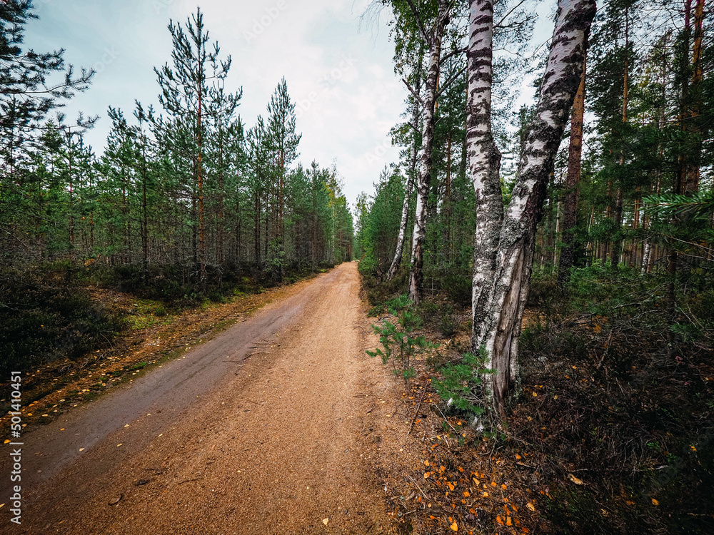 Fototapeta premium path in the woods
