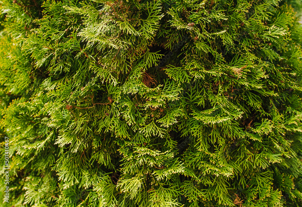 Background, texture of a green, evergreen tree, thuja bush. Photography of nature.