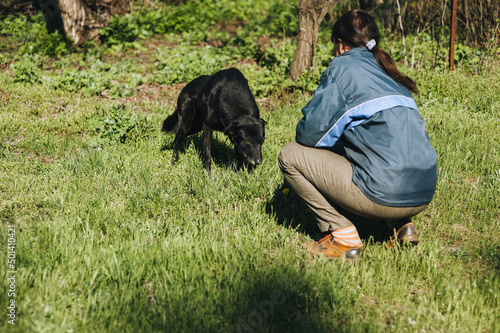 Fotografie, Obraz A beautiful, black distrustful mongrel dog with apprehension and fear approaches a woman in nature along the green grass
