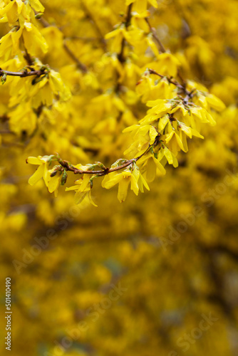 Obraz na płótnie Branches of a flowering forsythia shrub in a city park. w salonie