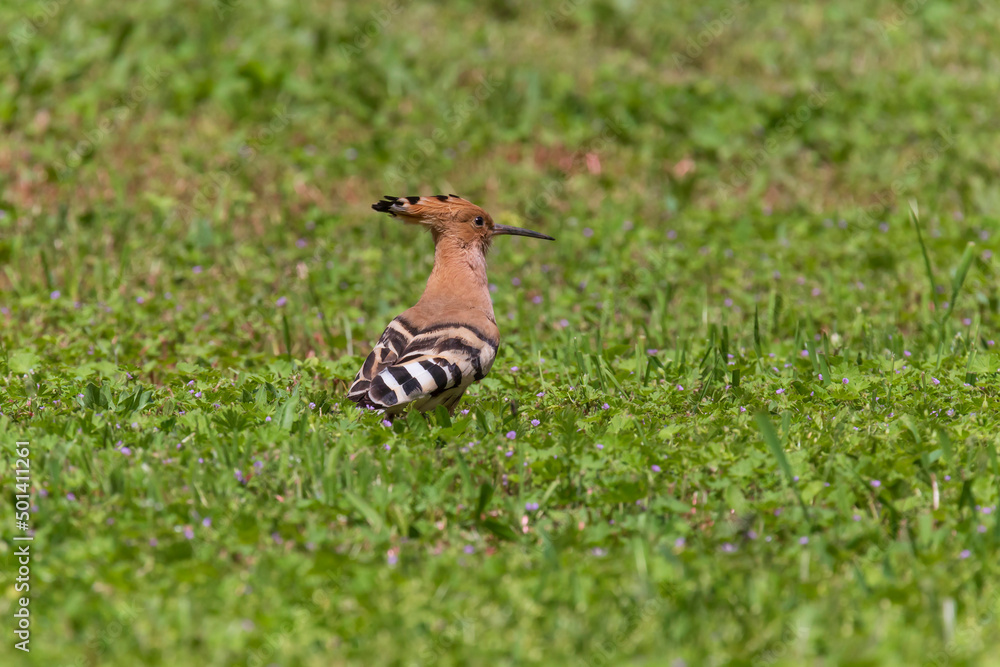 Eurasian hoopoe standing in green grass Eurasian hoopoe standing in green grass