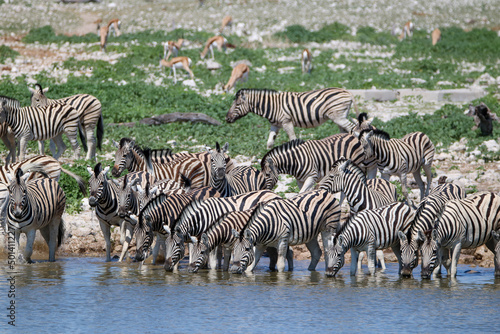 Zebra drinking water at Okaukuejo waterhole  Etosha National Park  Namibia