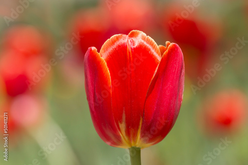 close up of red tulip blossom in garden