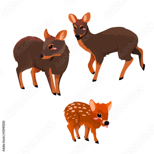 The pudus collection. The southern pudu near threatened species 