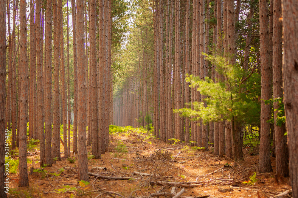 Obraz premium Tall Pines 3