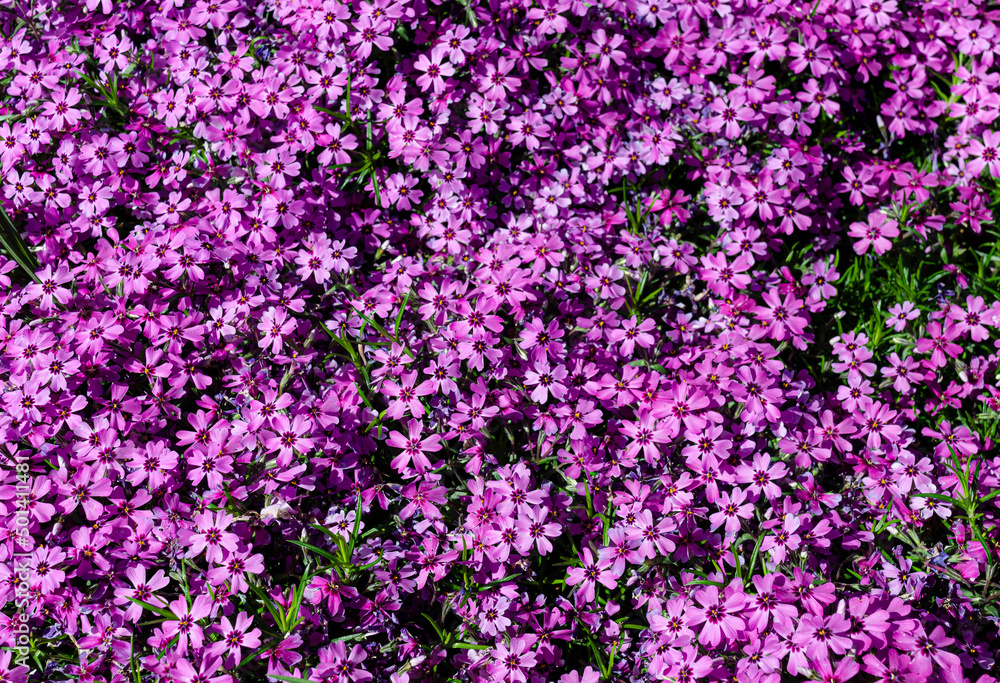 Background image of colorful flowers