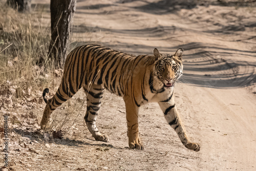 A tiger walking on a dirt road in the forest in India  Madhya Pradesh 