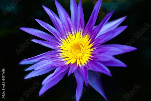 purple lotus flower