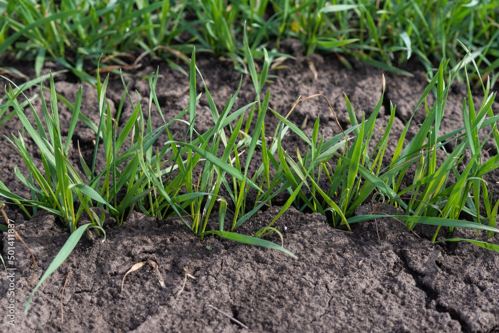 Cracked earth soil as a texture background. Top view. Cracked earth soil as a texture background. Top view.