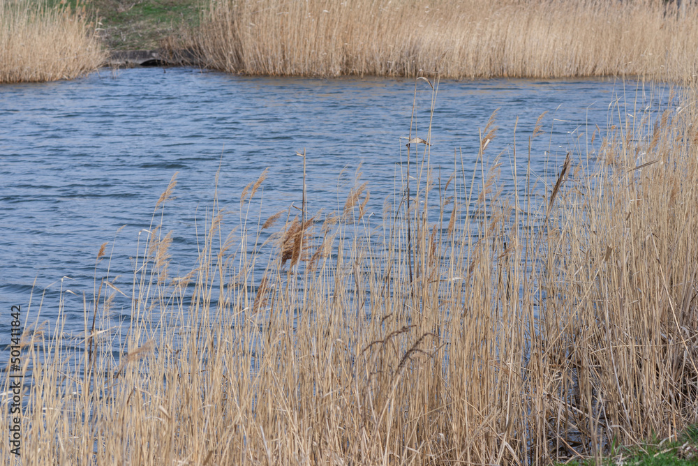 Fototapeta premium View of swamp. Polluted river, countryside.