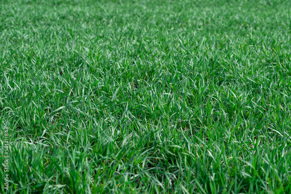 Green field as a background.