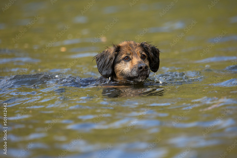 Hund im See Hund im See