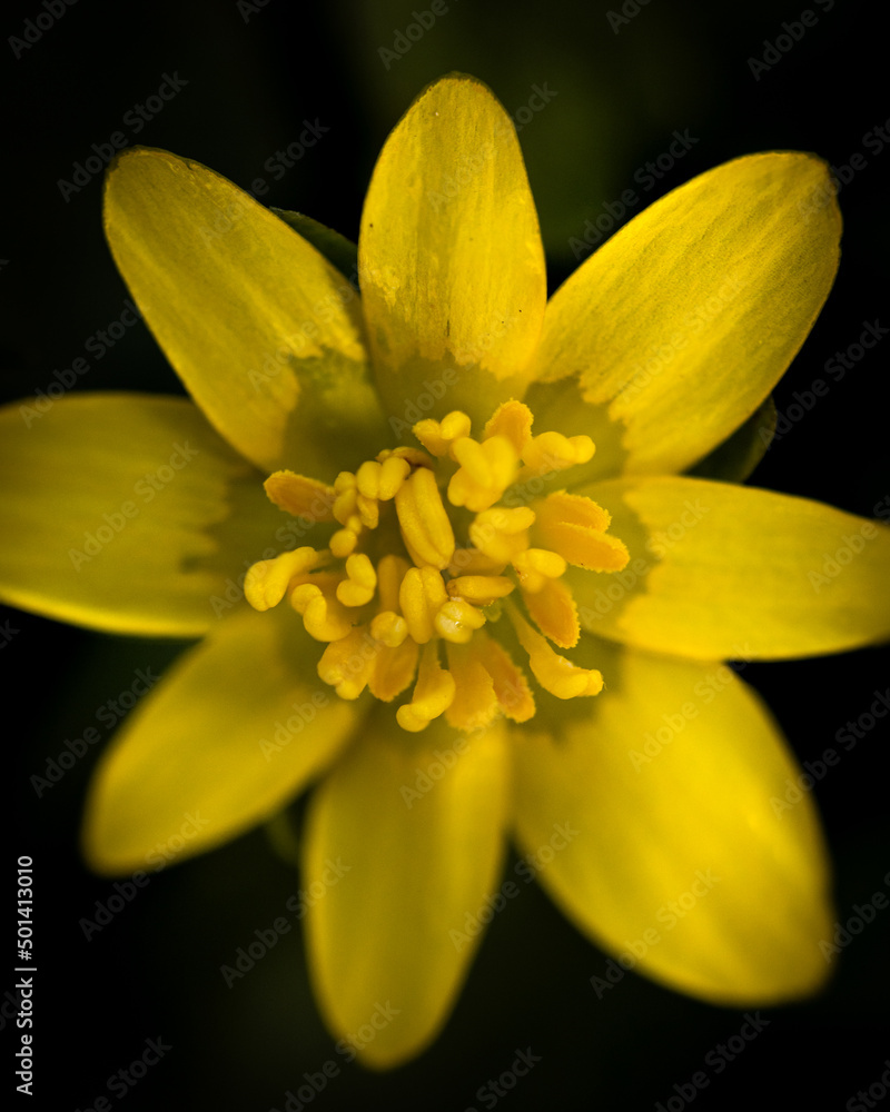 Fototapeta premium Tiny yellow flower
