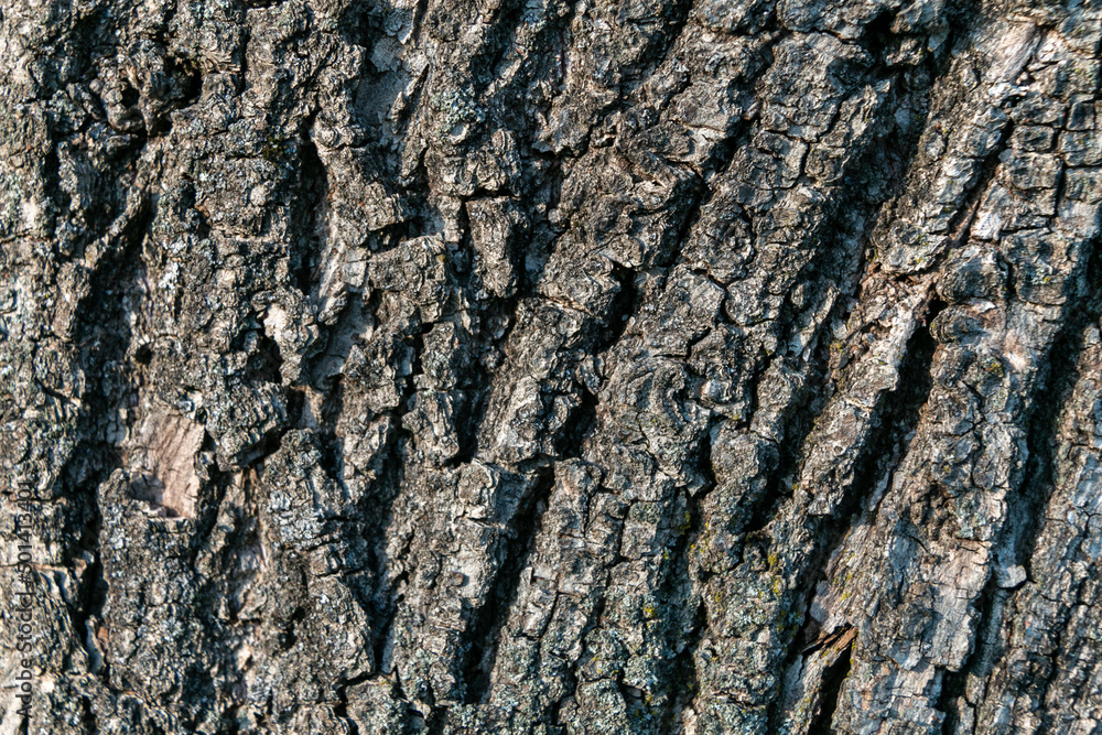 Relief texture of old thick birch bark. Close-up. Relief texture of old thick birch bark. Close-up.