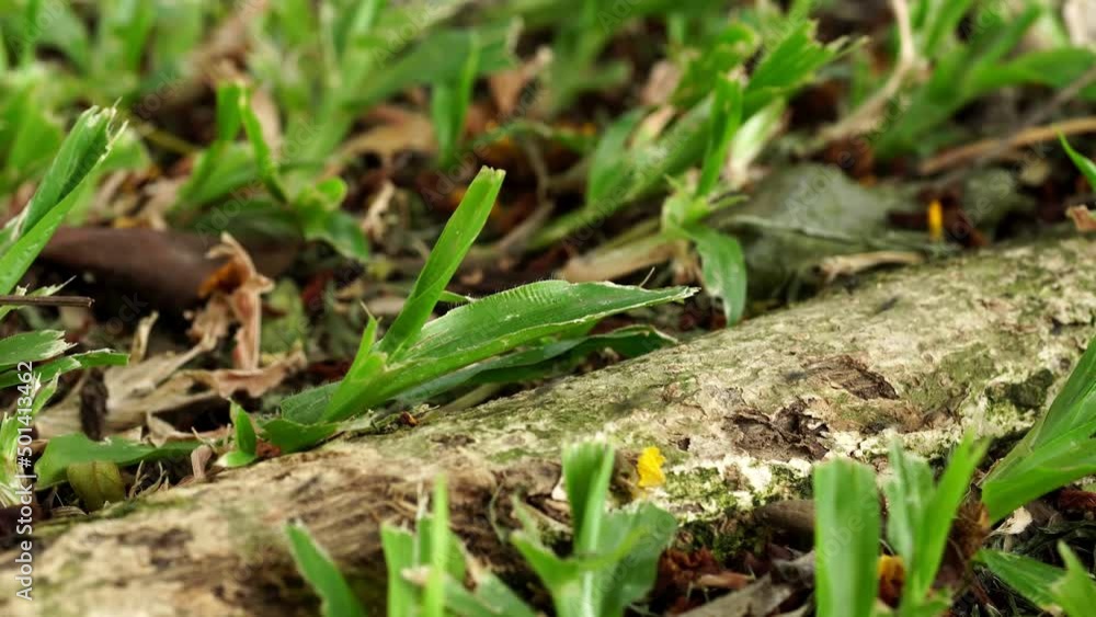 Close-up photo ofwalking ants, foraging for food on tree trunks in the forest Close-up photo ofwalking ants, foraging for food on tree trunks in the forest