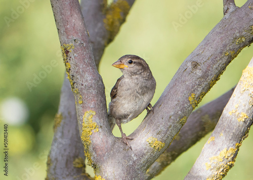 Der Haussperling (Passer domesticus) – auch Spatz oder Hausspatz genannt  photo