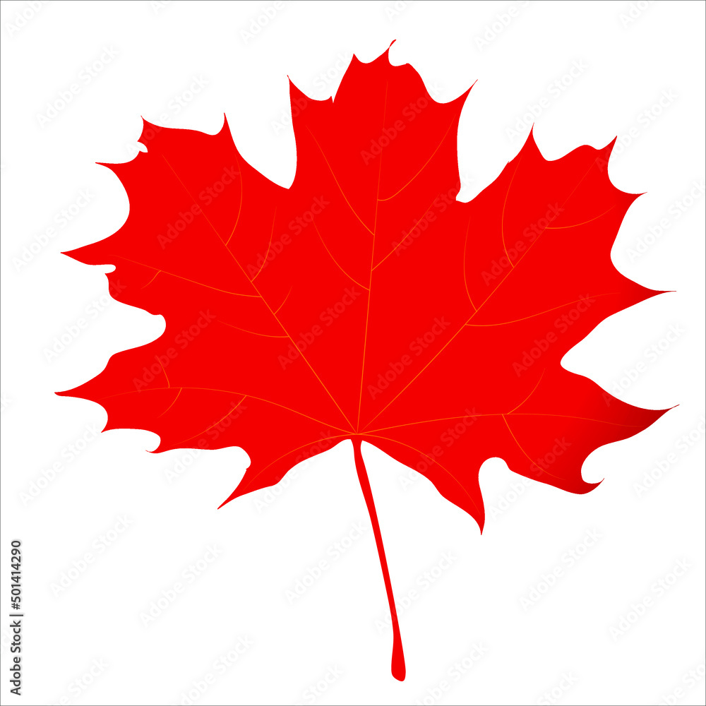 Naklejka premium Red maple leaf, natural outline. Botany. Symbol of Canada. Autumn vector