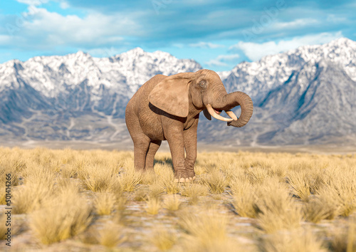 african elephant is eating in plains and mountains side view with copy space