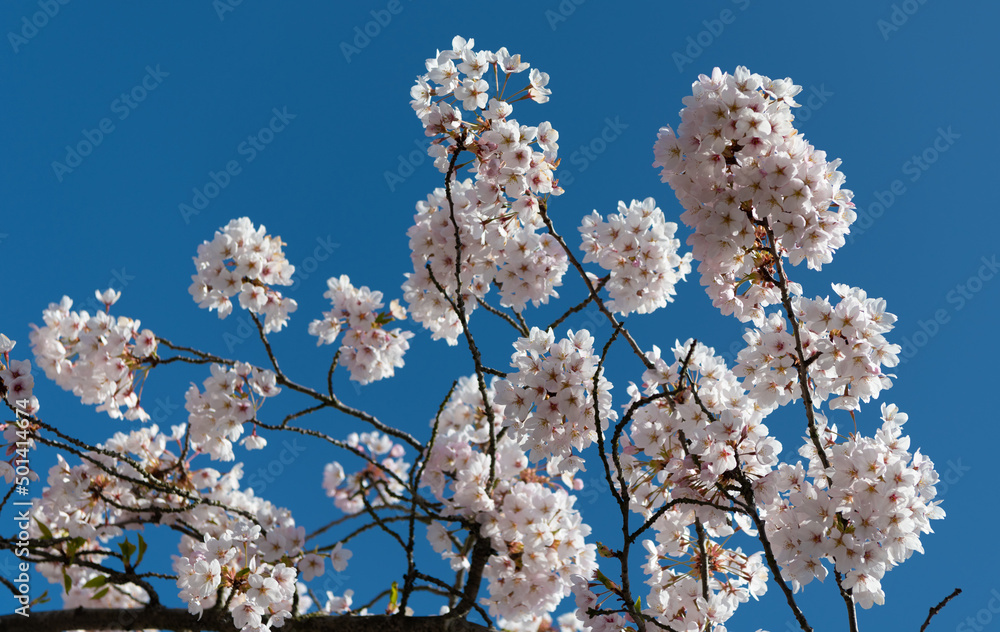 sakura tree flower blooming nature background in spring day sakura tree flower blooming nature background in spring day