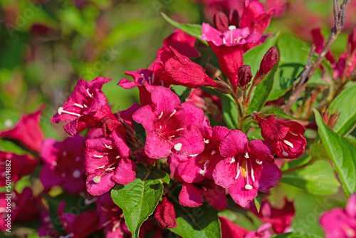 Bl  hende Weigelie  Weigela  im Fr  hling