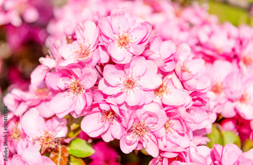 pink cherry tree flower on blooming spring. flowering cherries pink cherry tree flower on blooming spring. flowering cherries