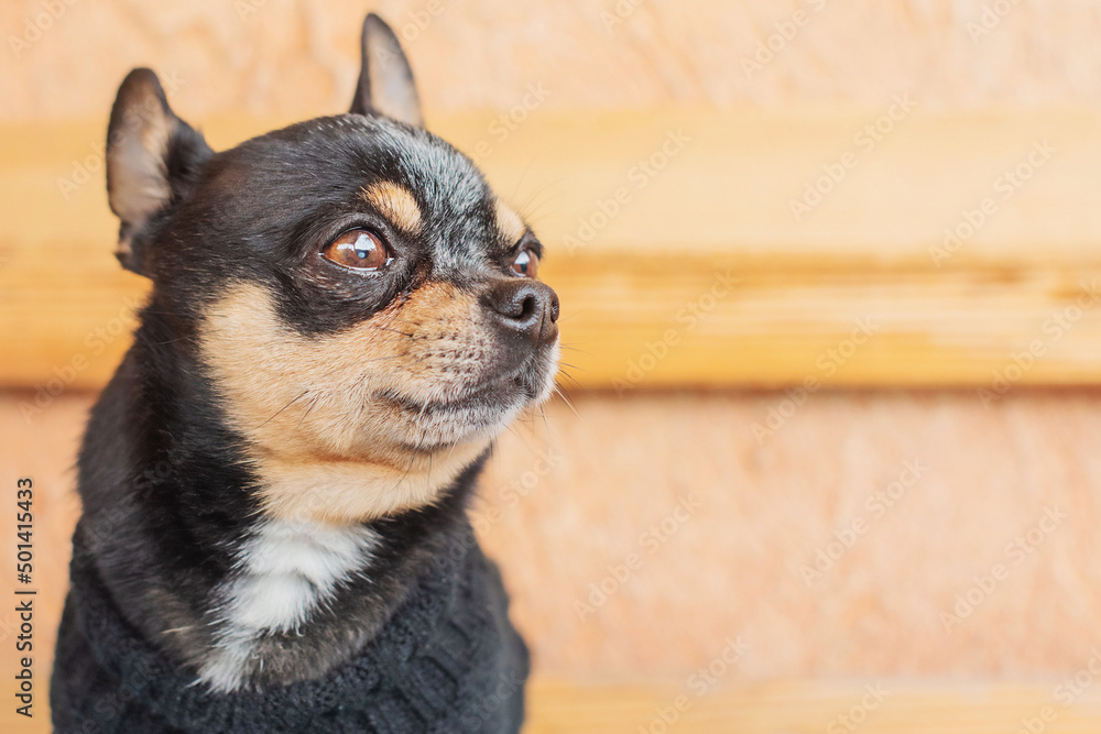 Portrait of a dog breed Chihuahua tricolor. Dog in a black sweater on a beige background.