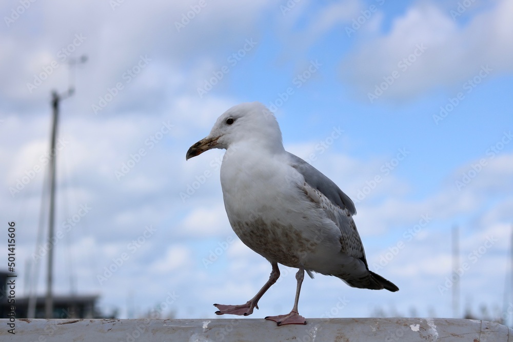 Seagull standing on harbourside wall with mast in distance against blue sky Seagull standing on harbourside wall with mast in distance against blue sky
