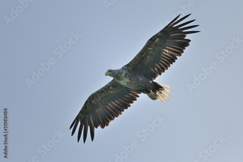 Ein Seeadler  Haliaeetus albicilla  fischt im See  Freilandaufnahme.