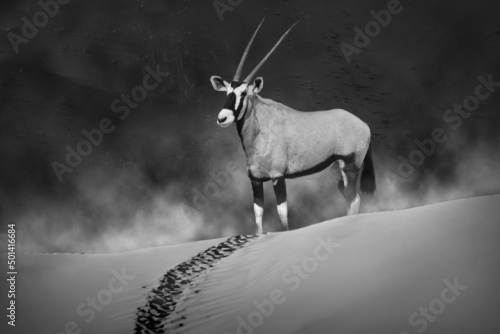 Oryx in the top a dusty sand dune in the morning mist.