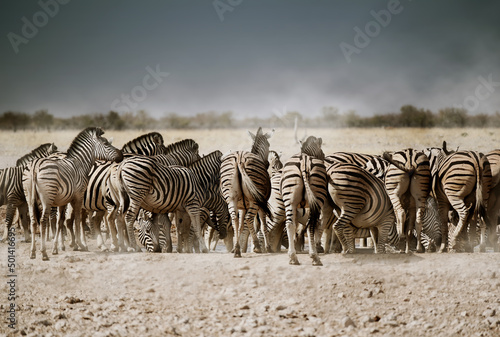 Herd of Zebras drinking water seeing from behind