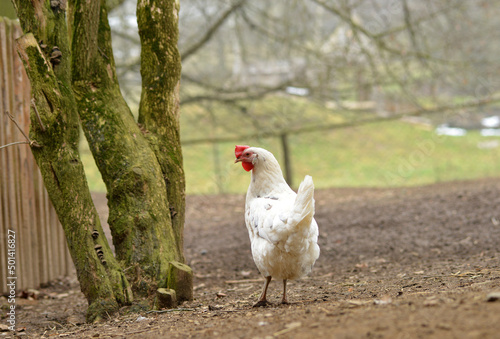 White hen outdoor at a farm