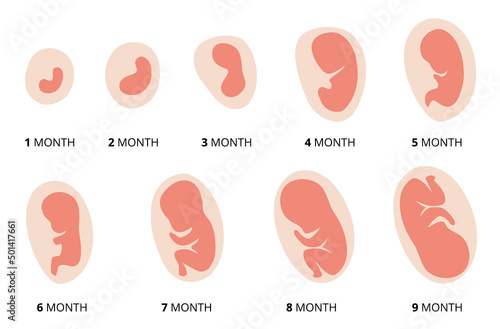 Valokuva Human fetus development