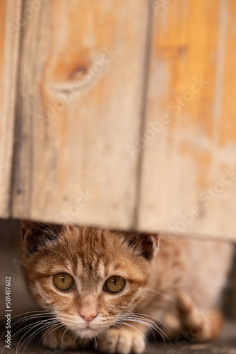 cat under a door