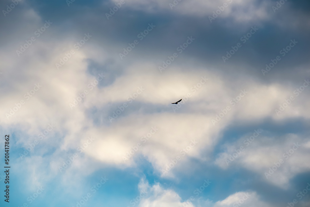 Wild bird flying under the vibrant warm clouds during sunset. Scenic view from Amalfi Coast, Campania, Italy, Europe. Summer holiday and vacation concept. Province of Salerno. Bird watching Wild bird flying under the vibrant warm clouds during sunset. Scenic view from Amalfi Coast, Campania, Italy, Europe. Summer holiday and vacation concept. Province of Salerno. Bird watching