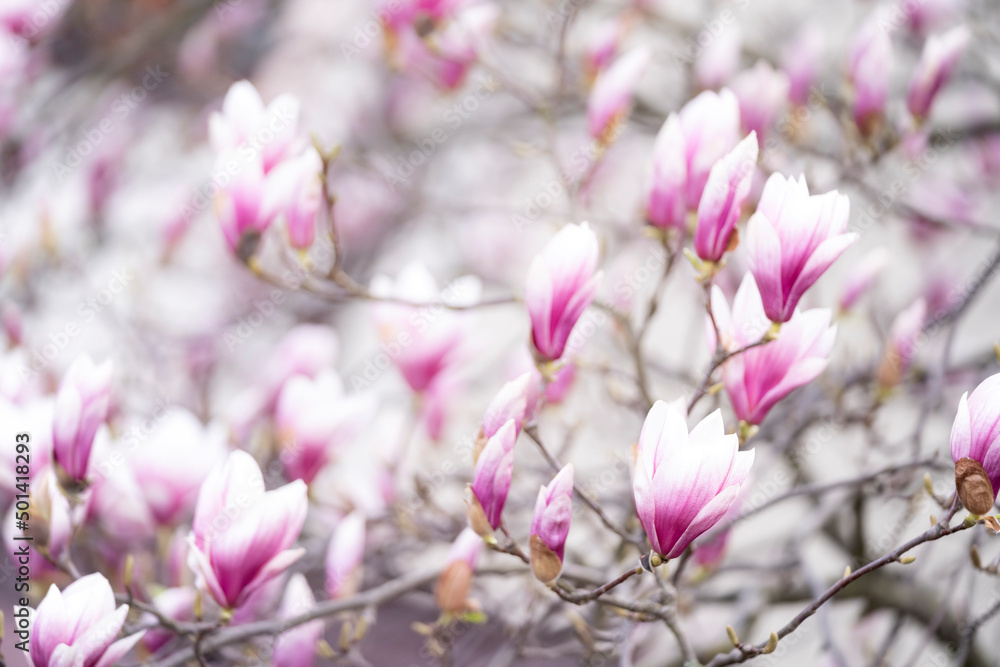 Biało-różowe pąki magnolii  - obrazy, fototapety, plakaty 