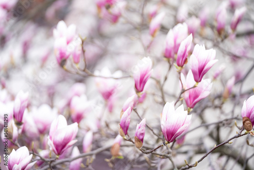Biało-różowe pąki magnolii 