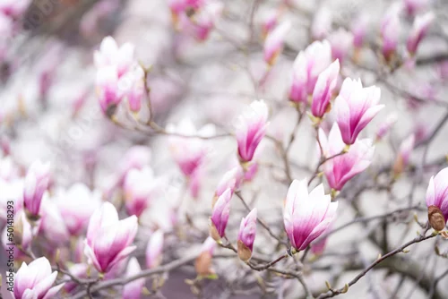 Obraz Biało-różowe pąki magnolii 
