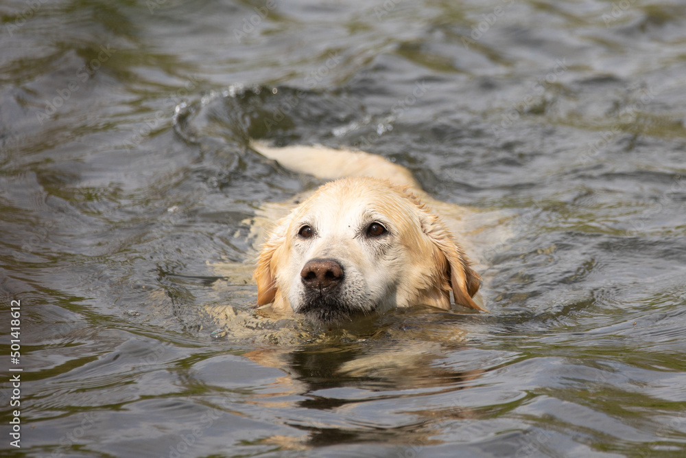 Labrador schwimmt im See