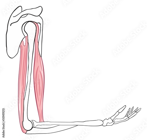 Human upper limb anatomical diagram including bones scapula clavicle humerus ulna radius carpals metacarpals and phalanges also biceps and triceps muscles anatomy science education medical healthcare