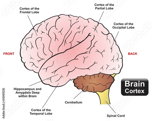 Human brain cortex infographic diagram frontal partial occipital and temporal lobes hippocampus and amygdala cerebellum spinal cord for physiology anatomy biology education medical healthcare vector photo