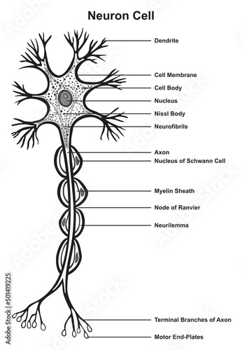 Neuron cell infographic diagram the basic unit of nervous system axon transmits electric signals from body to spinal cord to brain to take reaction with parts and structure biology science education photo