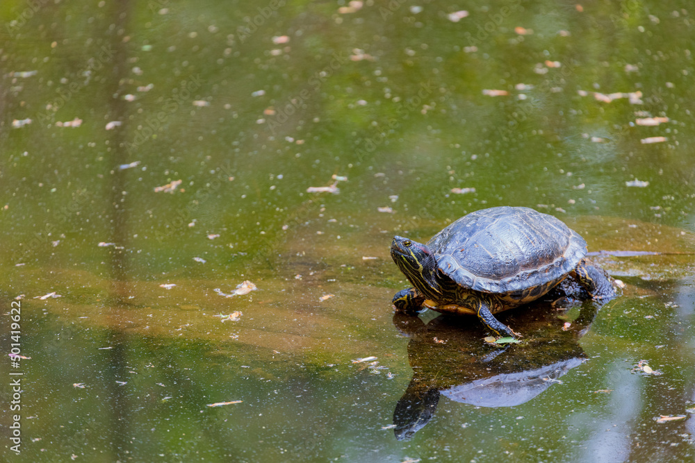 Obraz premium Old Turtle basking in the sun sitting on a log floating in a muddy pond