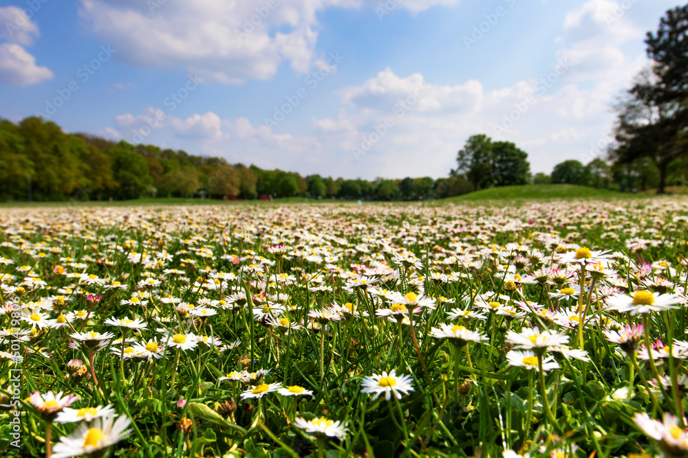 Many white wild Bellis perennis, daisy, common daisy, lawn daisy in the meadow, grassy area is growing. Nature landscape photography 