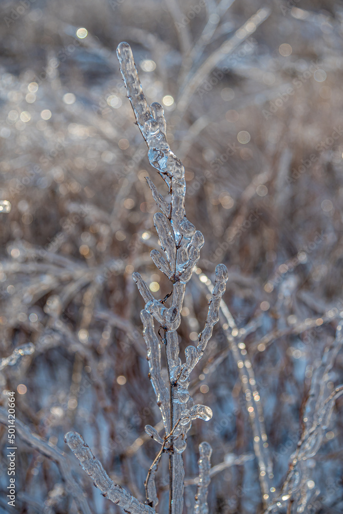 Dry grass blades, encased in ice Dry grass blades, encased in ice
